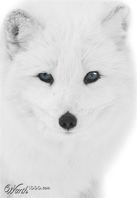 Photography by josephzl