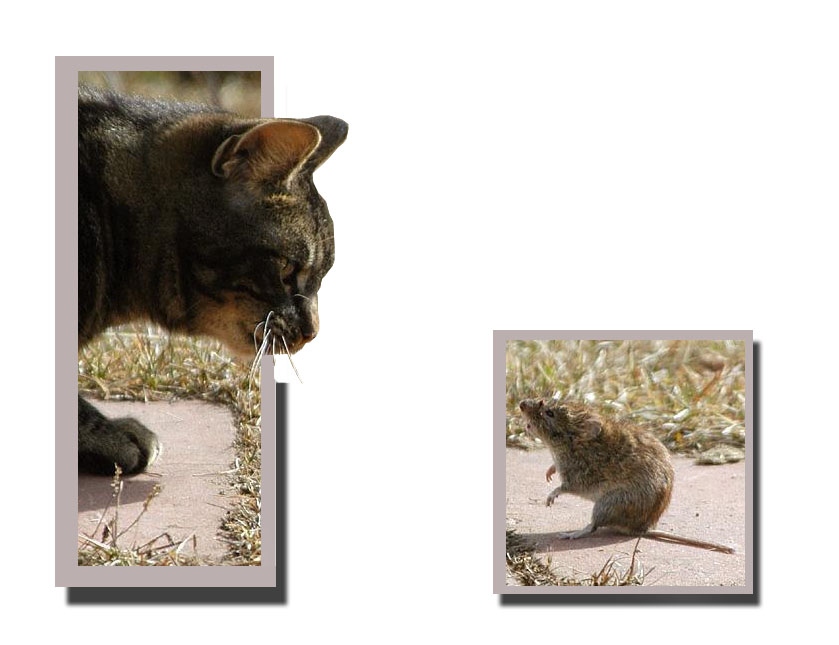 Design Photoshop par MasterDice pour DesignCrowd (Community Contests) | Design #9000960