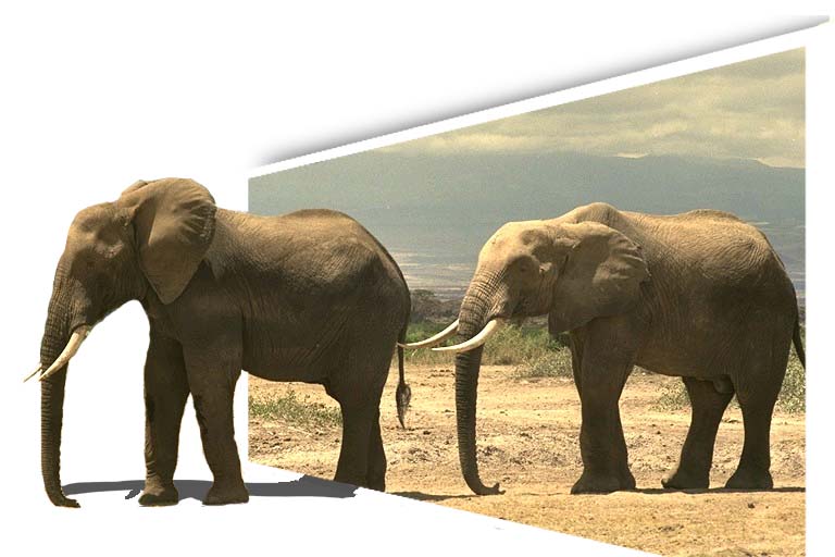 Photoshop Design by chelseafan222 for DesignCrowd (Community Contests) | Design #9000919