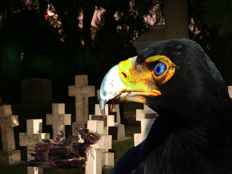 Photoshop Design by mibj2000 for DesignCrowd (Community Contests) | Design #9001375