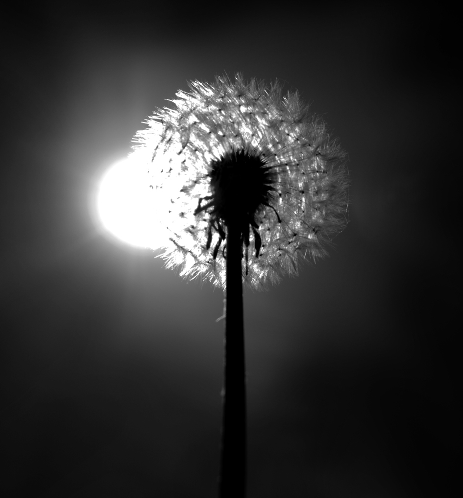 Photography by majkus for DesignCrowd (Community Contests) | Design #9005992