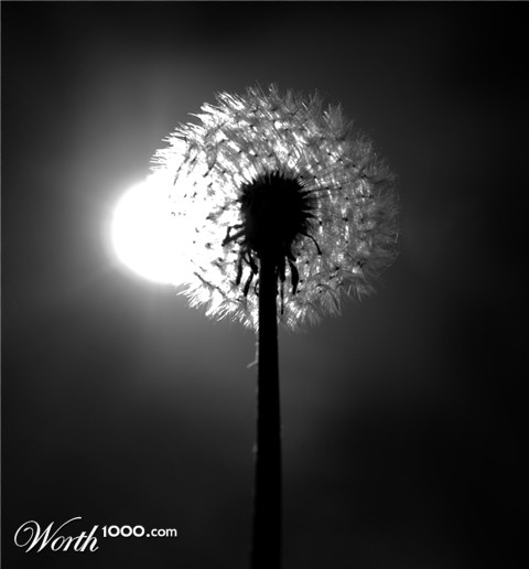 Photography by majkus