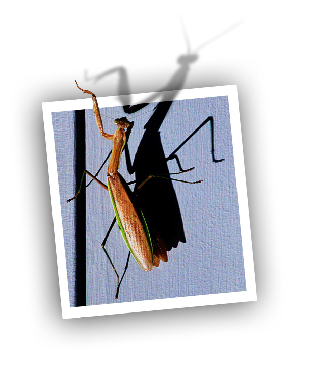 Photoshop-Design von johnybb für DesignCrowd (Community Contests) | Design #9000934