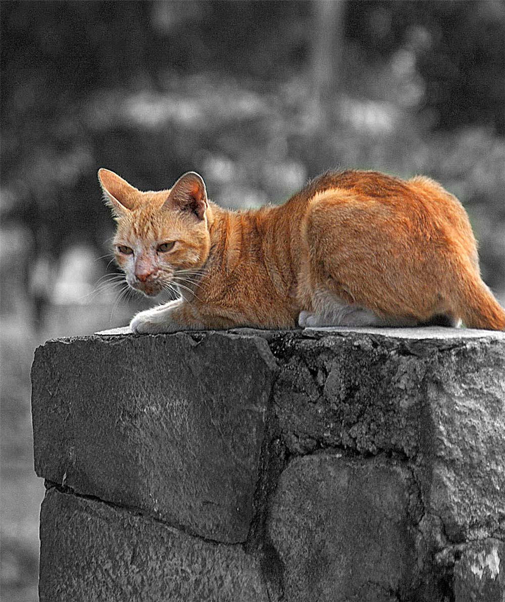 Photography by gymp93 for DesignCrowd (Community Contests) | Design #9006669