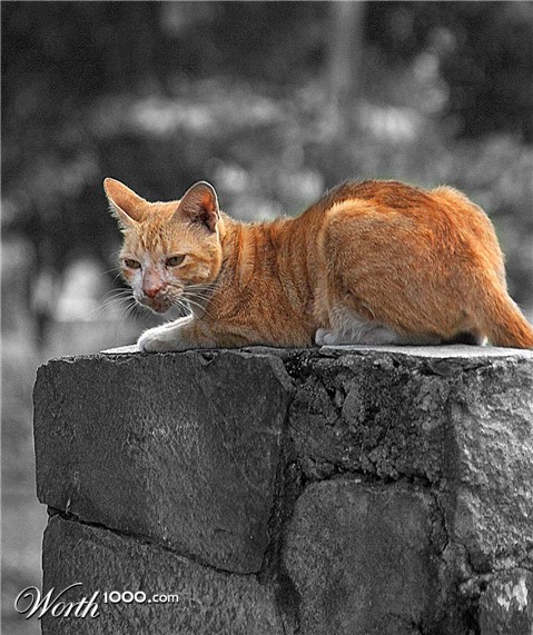 Photography by gymp93