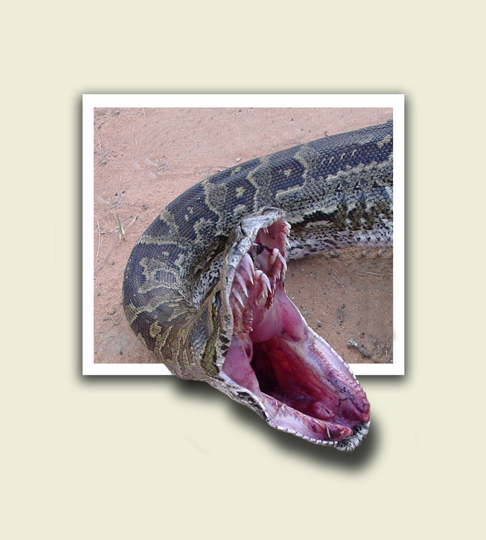 Photoshop Design by underworth for DesignCrowd (Community Contests) | Design #9001071