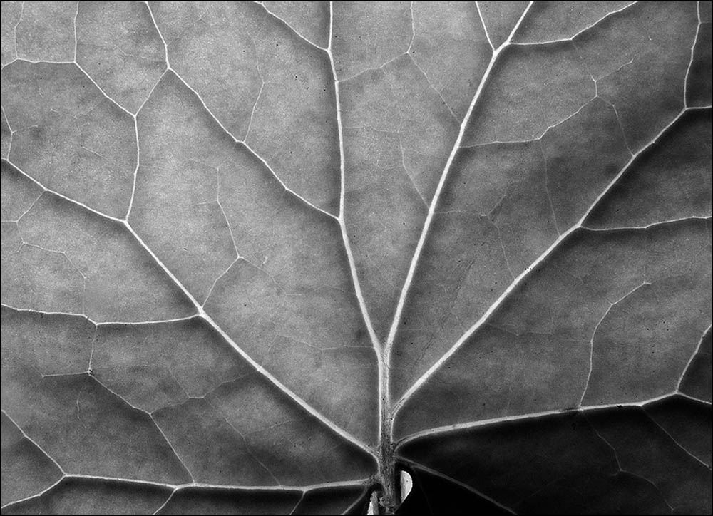 Fotografie von paul106 für DesignCrowd (Community Contests) | Design #9005943