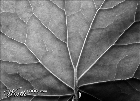 Photography by paul106