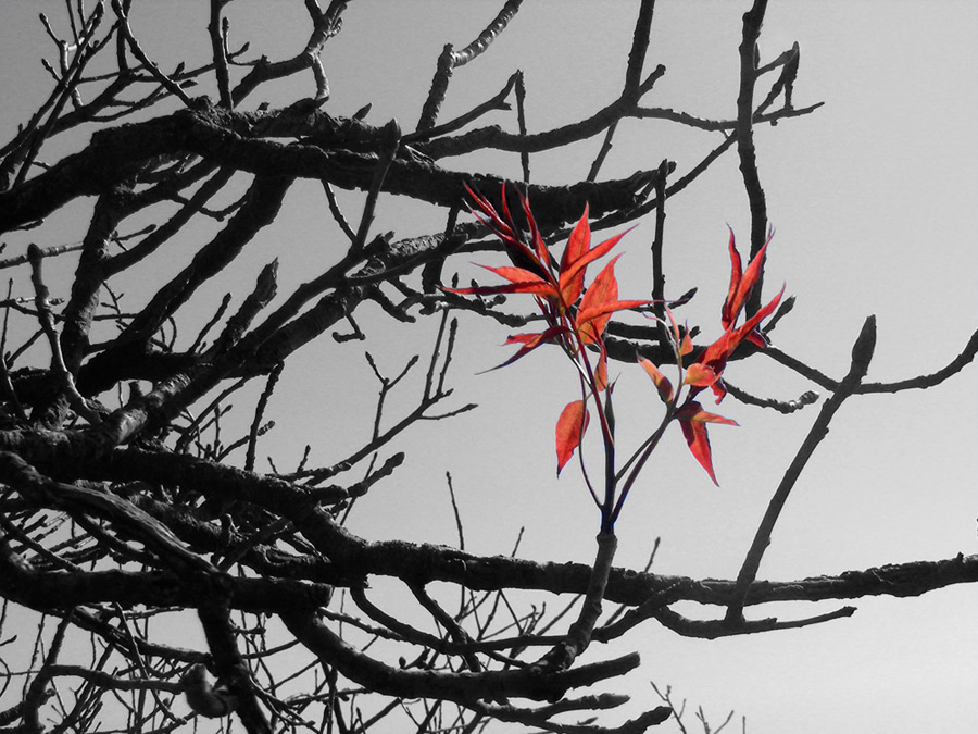 Fotografie von vabs100 für DesignCrowd (Community Contests) | Design #9006792