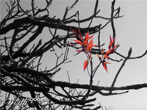 Photography by vabs100