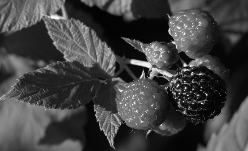 Photography by rdchdwck for DesignCrowd (Community Contests) | Design #9005958