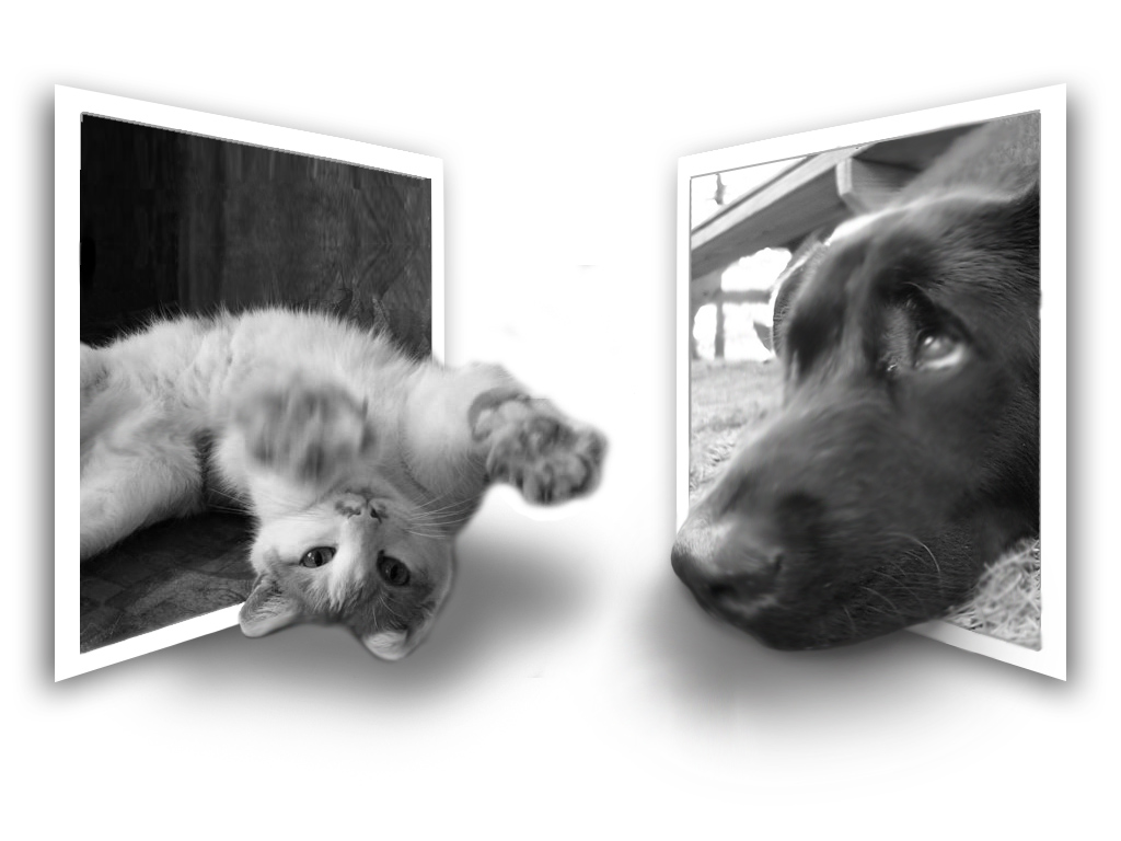 Design Photoshop par dogbys pour DesignCrowd (Community Contests) | Design #9001126