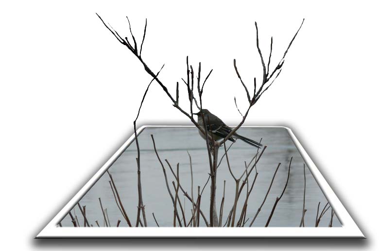 Photoshop-Design von wanderc8 für DesignCrowd (Community Contests) | Design #9001074