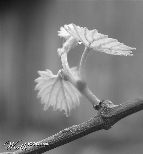 Photography by crzyme