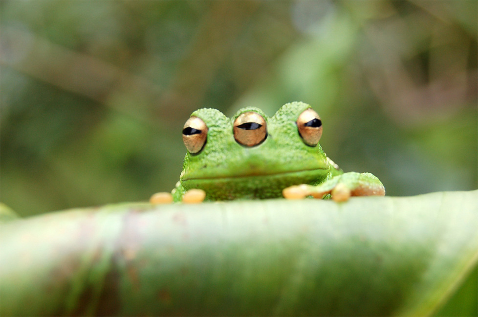 Photoshop Design by KingofSnake for DesignCrowd (Community Contests) | Design #9002145