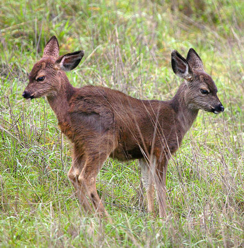 Photoshop Design by Zeidertron for DesignCrowd (Community Contests) | Design #9002159