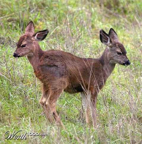 Photoshop Design by Zeidertron