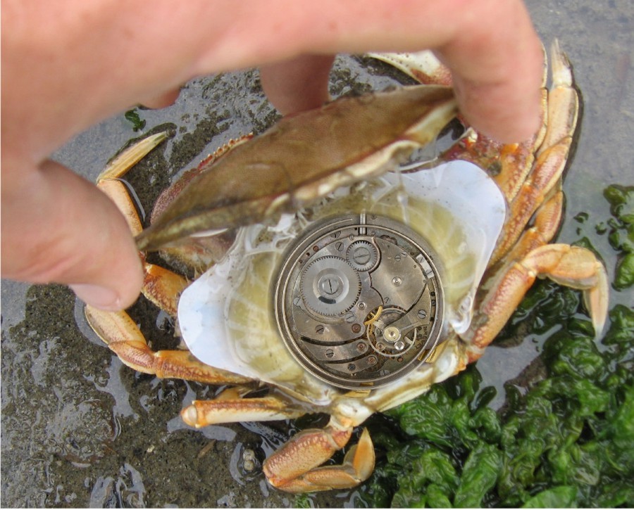 Design Photoshop par Fishwife pour DesignCrowd (Community Contests) | Design #9004679