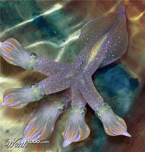 Photoshop Design by RickLaMesa