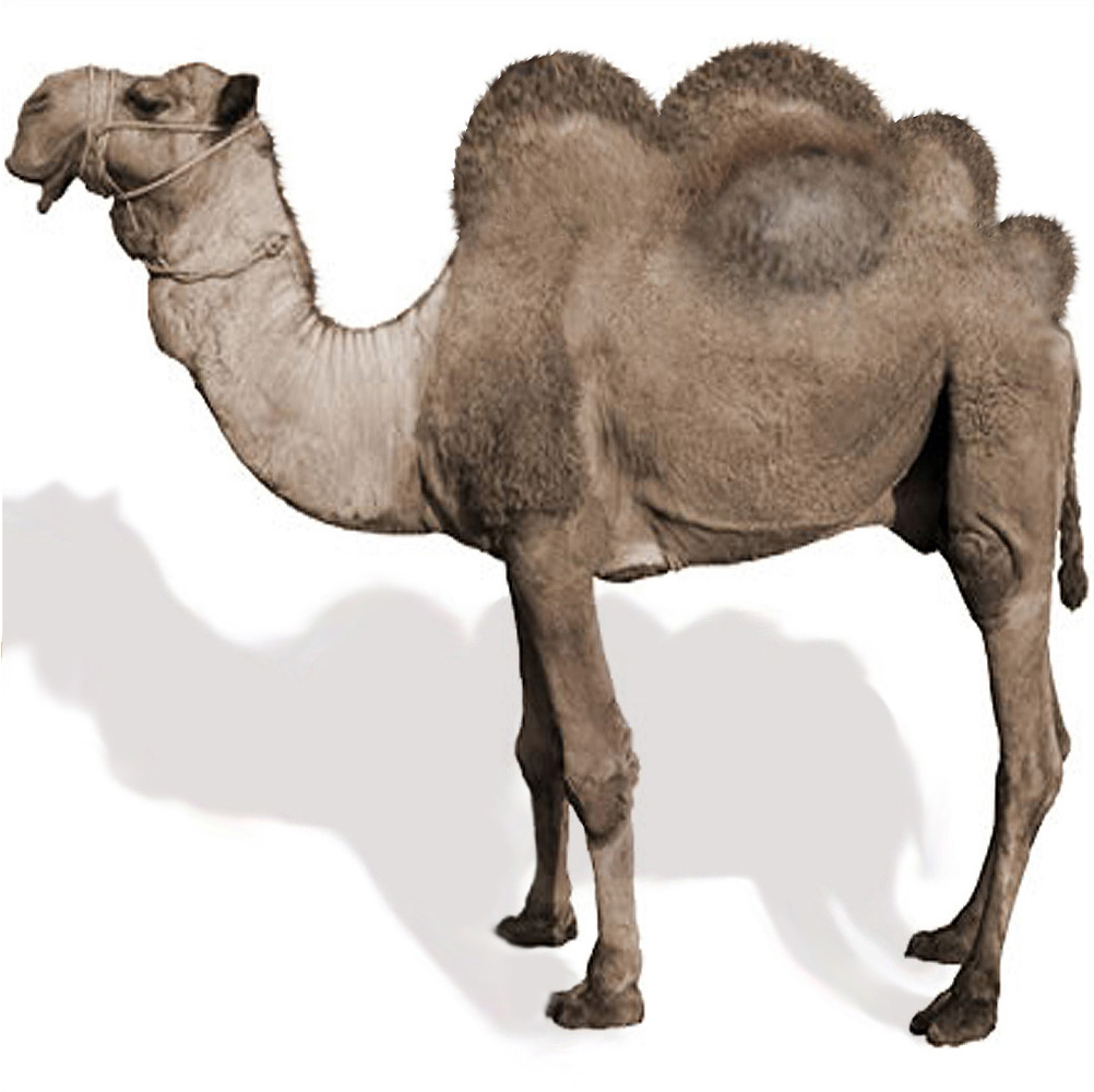 Photoshop Design by blackarrow7 for DesignCrowd (Community Contests) | Design #9002228