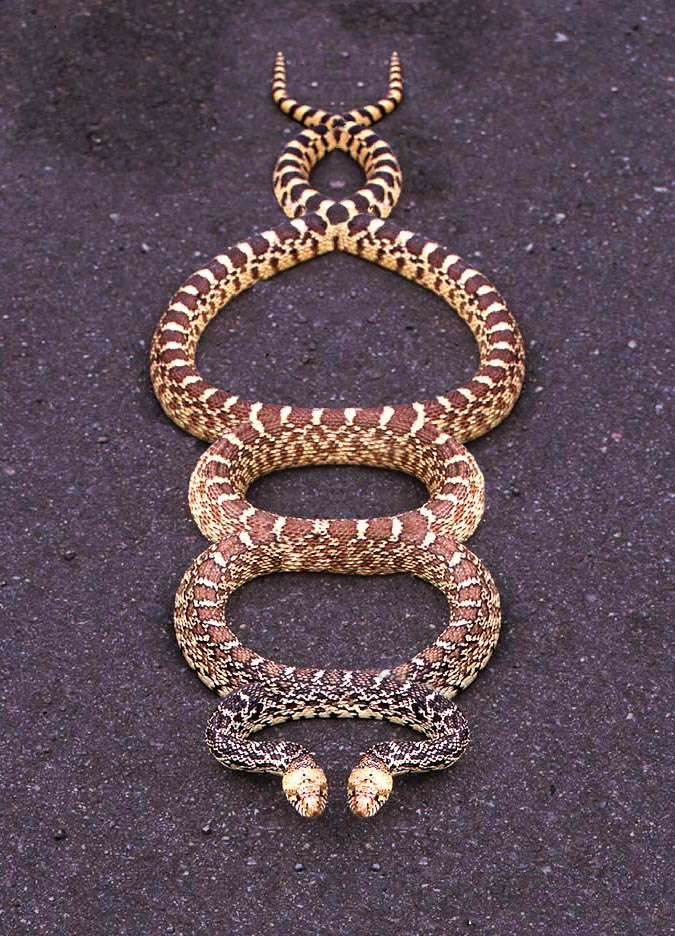 Photoshop Design by electron18 for DesignCrowd (Community Contests) | Design #9002211