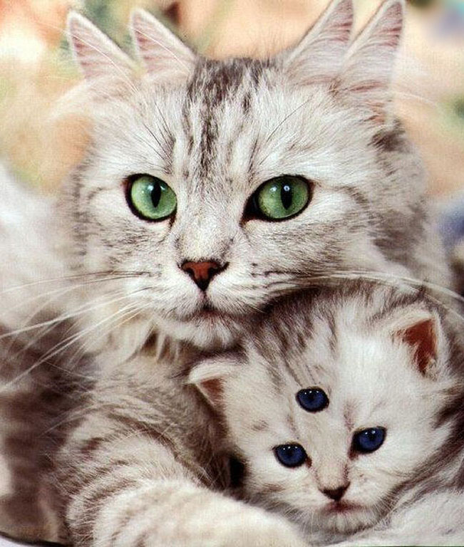 Photoshop-Design von snapdragony für DesignCrowd (Community Contests) | Design #9002350