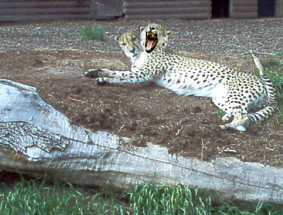 Photoshop Design by blueberr59 for DesignCrowd (Community Contests) | Design #9002330