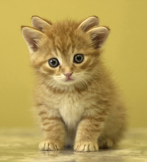 Photoshop-Design von phillpsp für DesignCrowd (Community Contests) | Design #9002338