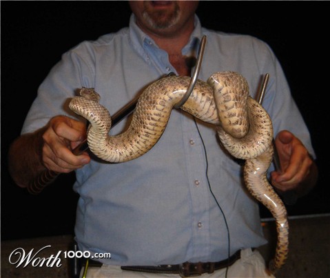 Photoshop Design by PeaseGirl