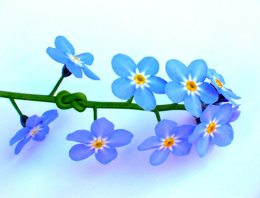 Photoshop-Design von marmalade101 für DesignCrowd (Community Contests) | Design #9000708