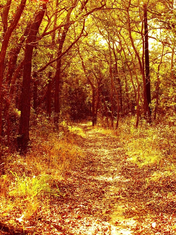 Photography by Suziecuchon for DesignCrowd (Community Contests) | Design #9001942