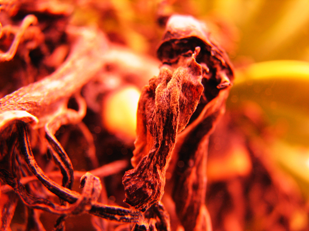 Photography by arquiwhat for DesignCrowd (Community Contests) | Design #9004185