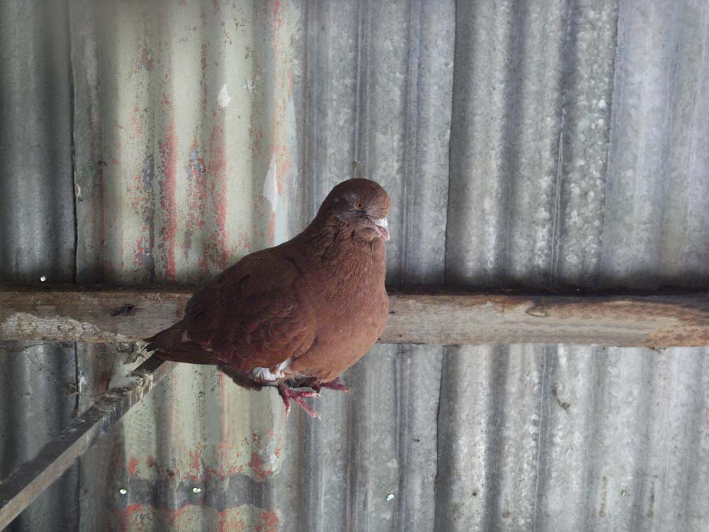 Diseño de Photoshop por someonelse para DesignCrowd (Community Contests) | Diseño #9005279