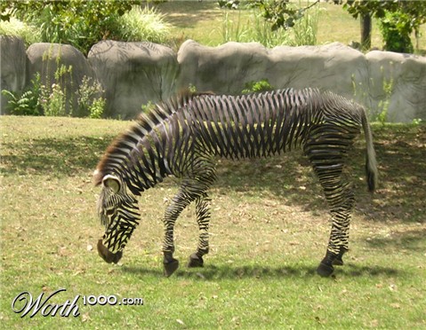 Photoshop Design by Tymberwolf