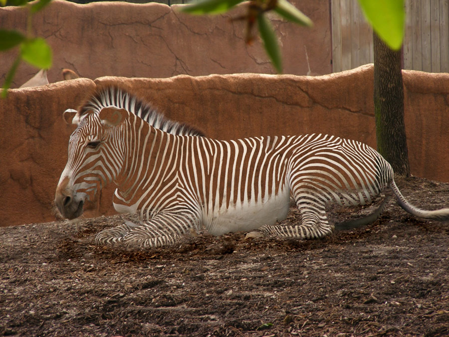 Photoshop-Design von MalibuxoRain für DesignCrowd (Community Contests) | Design #9005321