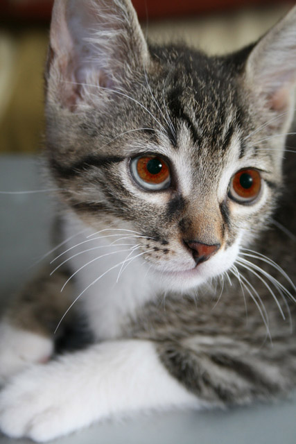 Diseño de Photoshop por SteynDK para DesignCrowd (Community Contests) | Diseño #9005081