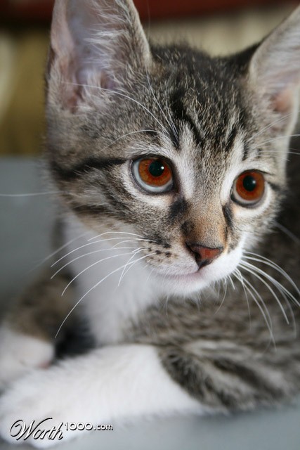 Photoshop Design by SteynDK