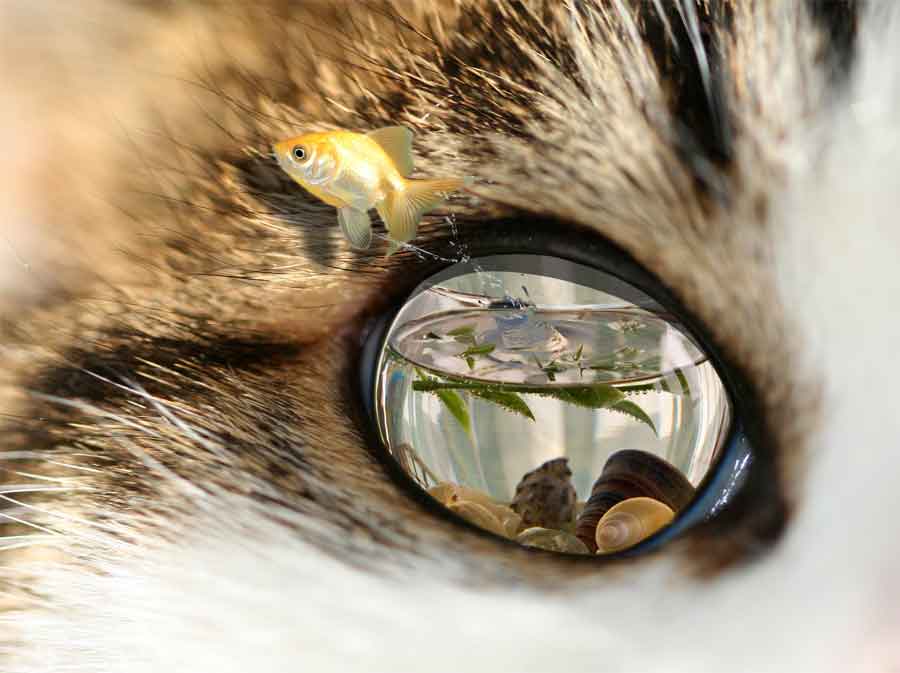 Photoshop-Design von chainman für DesignCrowd (Community Contests) | Design #9005186