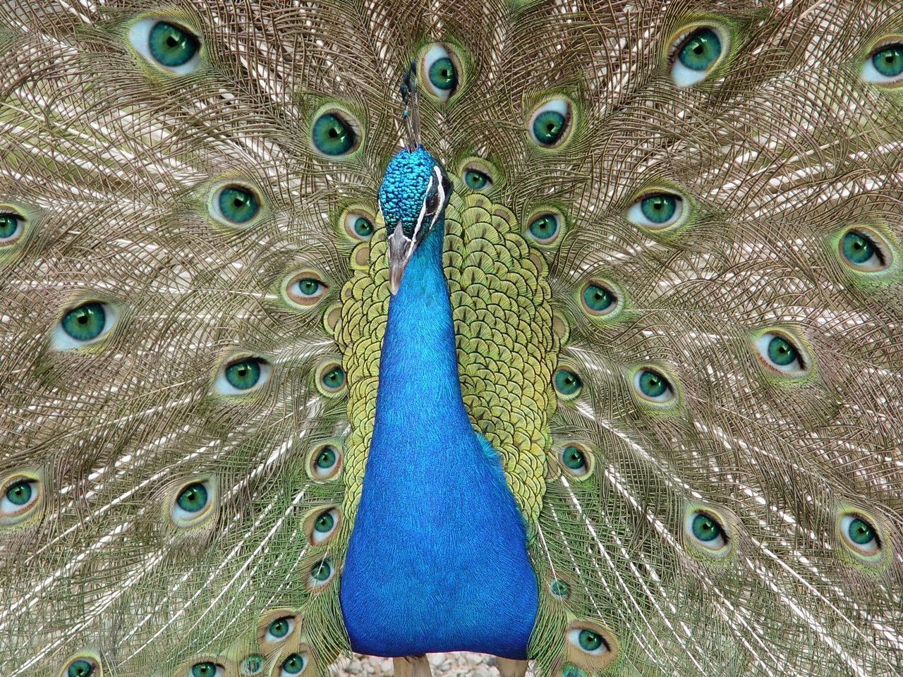 Photoshop Design by kentrel for DesignCrowd (Community Contests) | Design #9005257