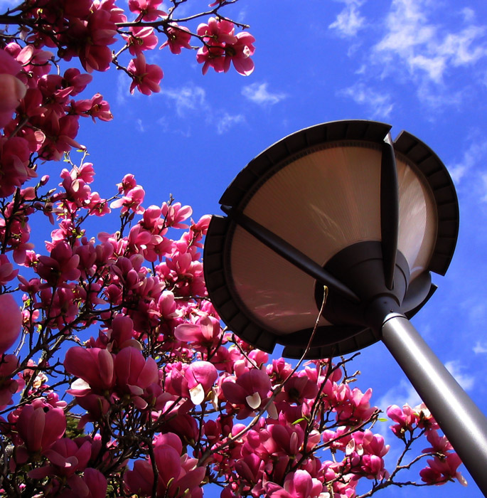 Photographie par alicina pour DesignCrowd (Community Contests) | Design #9002499