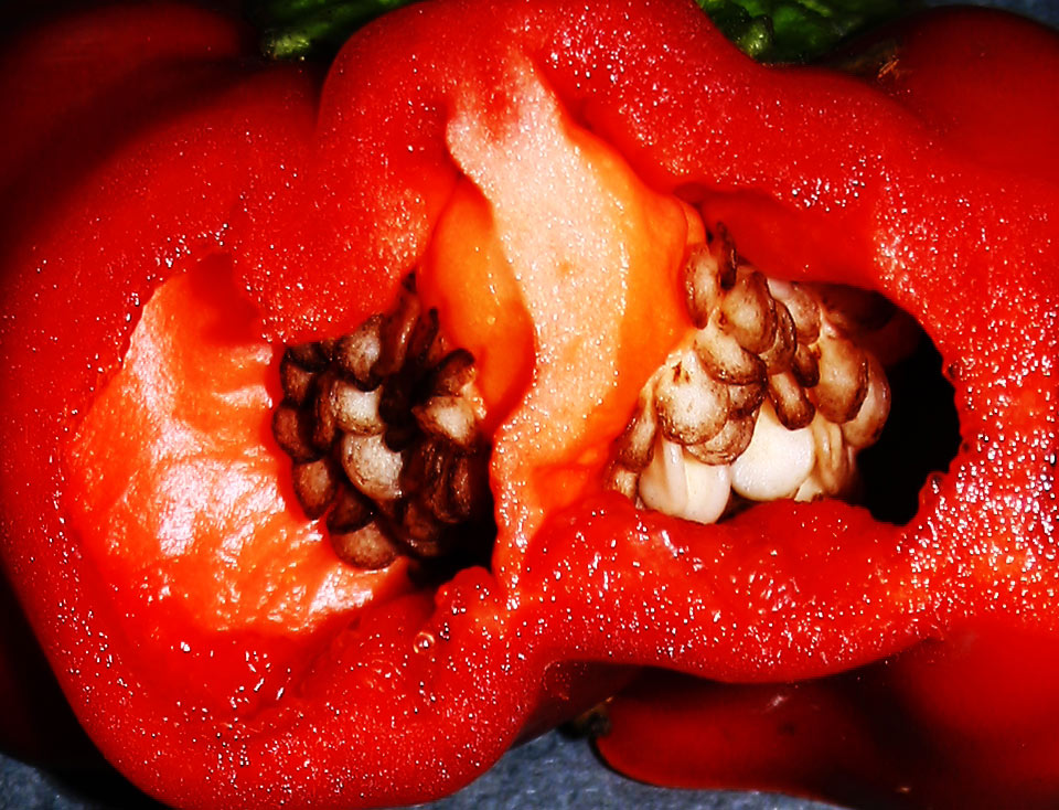 Photography by Seba86 for DesignCrowd (Community Contests) | Design #9004294