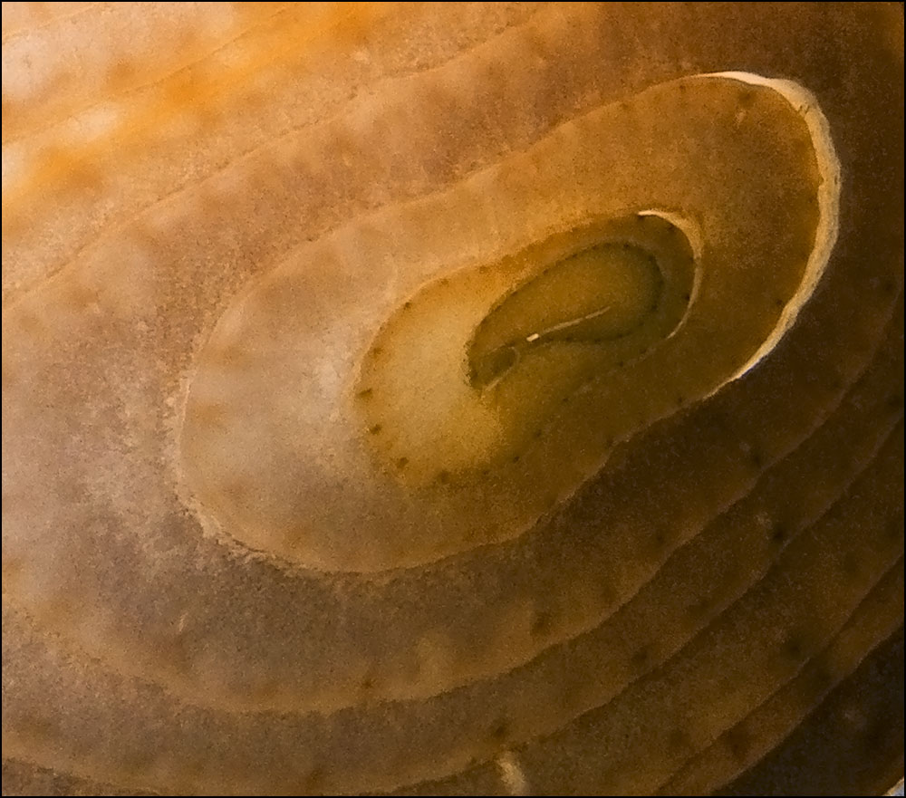 Fotografie von paul106 für DesignCrowd (Community Contests) | Design #9004267