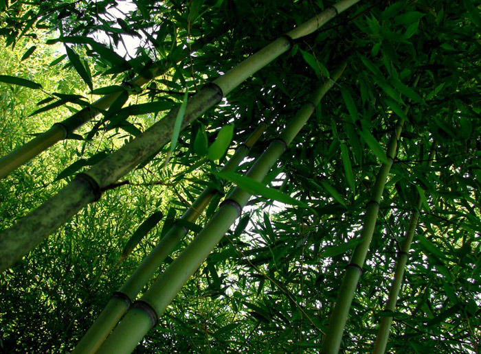 Photographie par LaylaBlue pour DesignCrowd (Community Contests) | Design #9002600