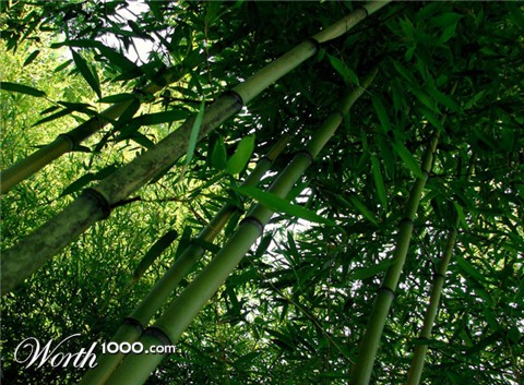 Photography by LaylaBlue