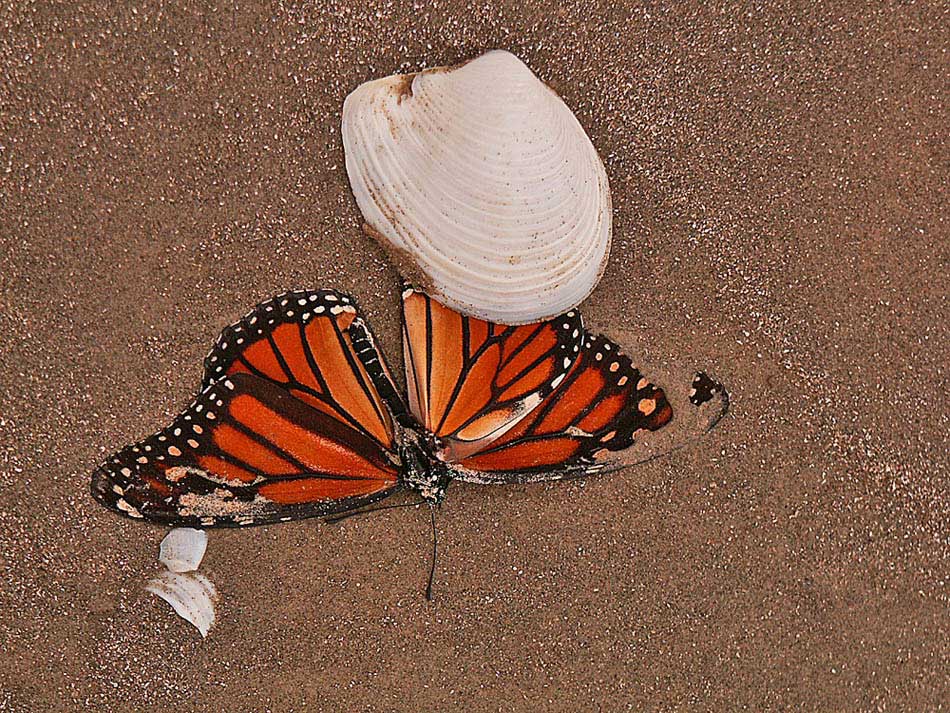 Fotografía por Lmorrow57 para DesignCrowd (Community Contests) | Diseño #9002612