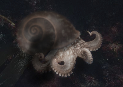 Photoshop Design by GeneralleyCool for DesignCrowd (Community Contests) | Design #8999759