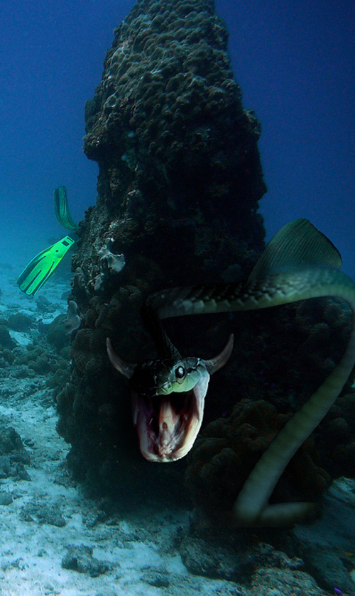 Photoshop Design by Zeidertron for DesignCrowd (Community Contests) | Design #8999803