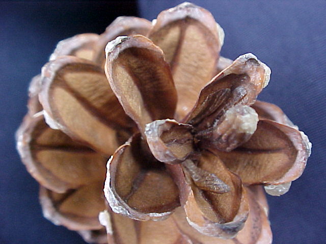 Fotografía por tweetybirdfan222 para DesignCrowd (Community Contests) | Diseño #9002676