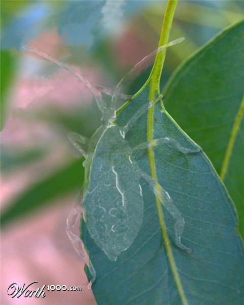 Photoshop Design by Qofcheez