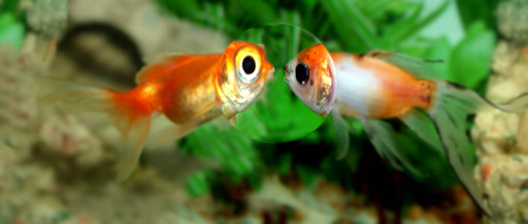 Diseño de Photoshop por Sankrah para DesignCrowd (Community Contests) | Diseño #9004410